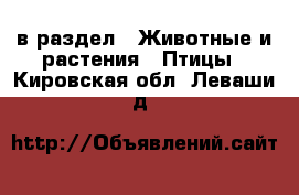  в раздел : Животные и растения » Птицы . Кировская обл.,Леваши д.